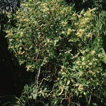 thumbnail for publication: Dodonaea viscosa Varnish Leaf, Hopbush